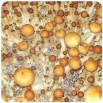 Псилоцибиновые (галлюциногенные)  грибы Psilocybin "Golden Teacher" в Нижней Салде