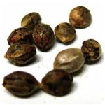 Семена марихуаны АК-47  (Seeds AK-47) в Нижней Салде